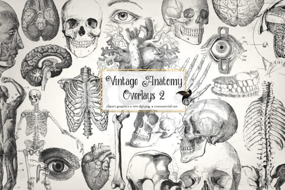 Download Antique Anatomy Overlays Set 2 - Premium Resources